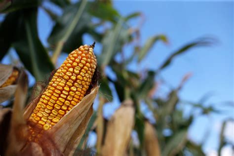 Yes, corn can sweat. And it may be why hot Midwestern .